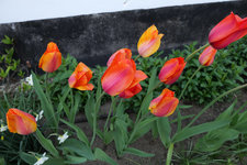 Tulpe El nino 20230429.jpg