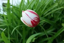 Tulpe Carnaval de Rio 20230429.webp