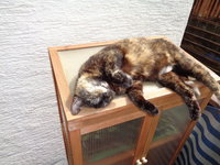 DSC00488.JPG
