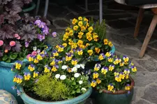 Mai    0123.webp