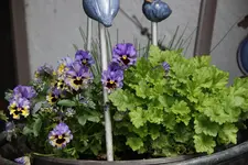 Mai    0323.webp