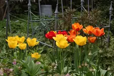Mai    0423.webp