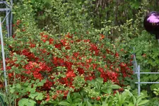 Mai    0623.webp
