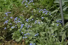 Mai    0723.webp