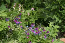 Mai    0923.webp