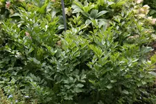 Mai    1123.webp