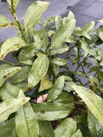 IMG_5790.jpeg