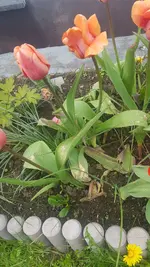 Tulpen.webp