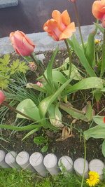 Tulpen.jpg