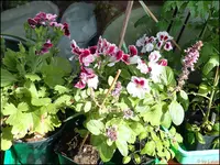 c038.webp