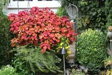Buntnessel  3322.webp