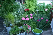 Terasse   4419.webp
