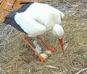 storch.webp