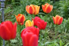 Mai    1223.webp