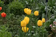 Mai    1323.webp