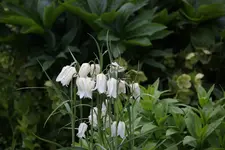 Mai    1423.webp