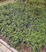 Vinca major.jpg