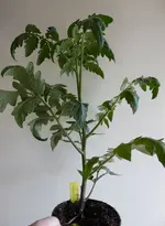 P1010026Ananastomate.webp