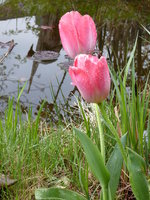 P1000952Tulpen.JPG