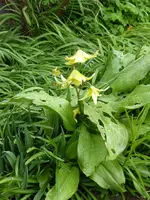 P1000956Hundszahnlilie.webp