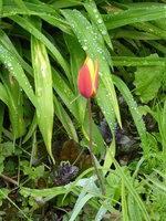 P1000958Wildtulpe.JPG