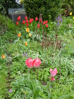 P1000960Tulpen.JPG