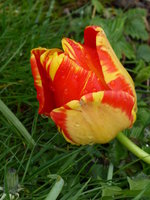 P1000961Tulpen.JPG