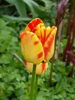 P1000962Tulpen.webp