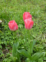 P1000967Tulpen.JPG