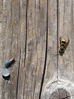 P1000978Am Insektenhotel.webp