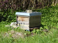 P1000996Bienenstock.JPG