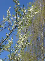 P1000997Mirabelle.webp