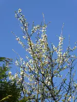 P1000999Zwetschge.webp
