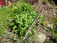 P1010008Kugeldistel.JPG