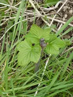 P1010022Stecklinge.webp