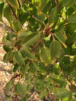 IMG_2567.jpeg