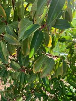 IMG_2568.jpeg