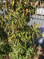 IMG_2569.jpeg