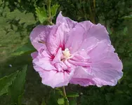 Hibiskus.JPG