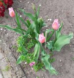 Tulpen rosa.jpg