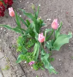 Tulpen rosa.webp