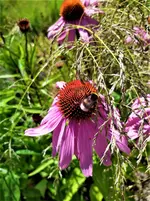 IMG_20200705_153449_1.webp