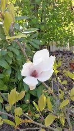 magnolie.webp
