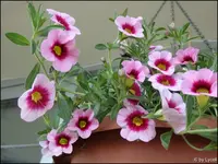 c049.webp