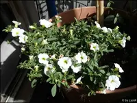 c050.webp