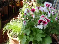 c051.webp