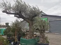 IMG_20230311_130001.webp IMG_20230311_130001.webp