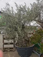 IMG_20230311_130058.webp IMG_20230311_130058.webp