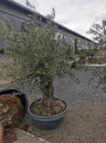 IMG_20230311_130154.webp IMG_20230311_130154.webp