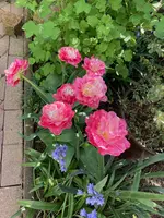 Mittelbeet_Blumenzwiebeln_01.07.04_Tulpe 'Double Sugar'.jpg